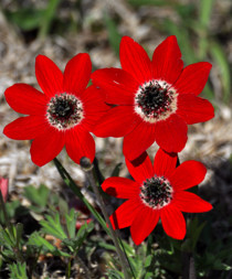 Anemone coronaria, ,  2012